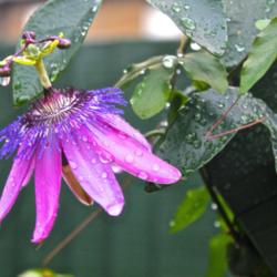 Location: My Garden London, England.
Date: 2014-07-26
P. caerulea x P. racemosa.