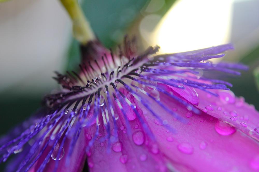 Photo of Passion Flower (Passiflora) uploaded by NEILMUIR1