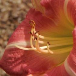 Location: home
Date: 2014-07-25
"Antique Rose" is the perfect name for this daylily!  A soft rose