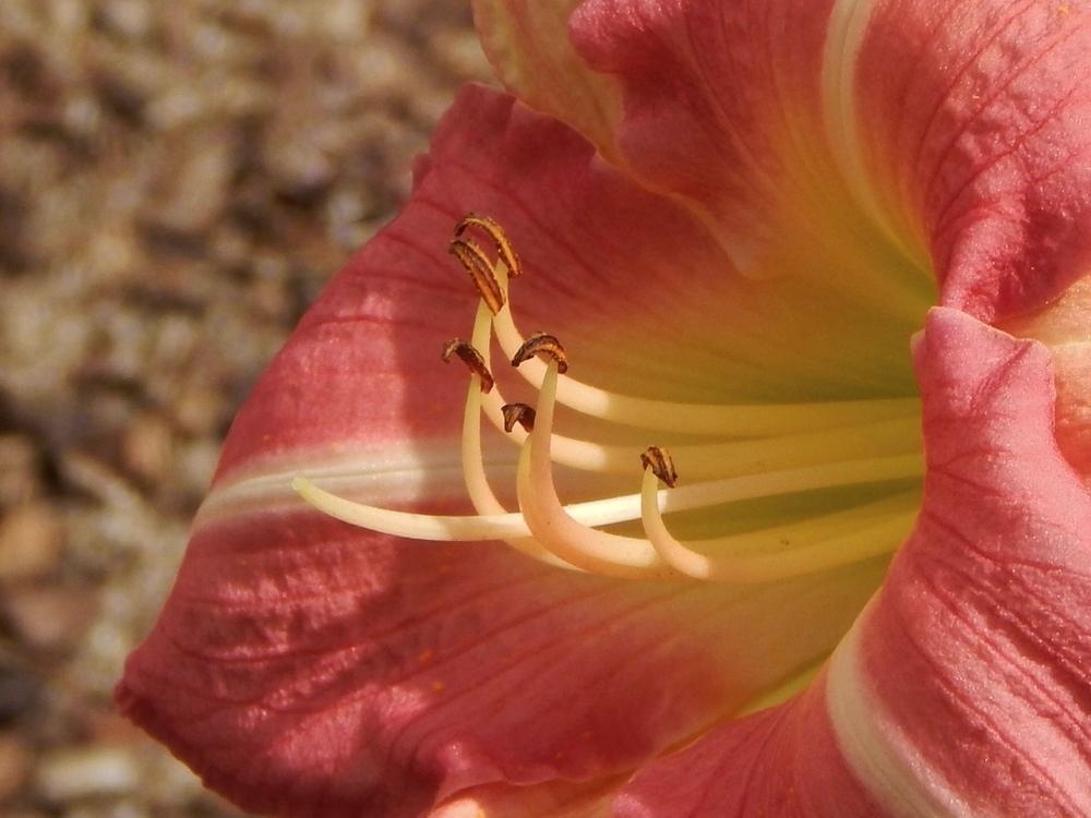 Photo of Daylily (Hemerocallis 'Antique Rose') uploaded by SheilaC