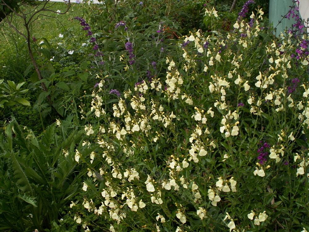 Photo of Salvia (Salvia greggii 'Chiffon') uploaded by bootandall