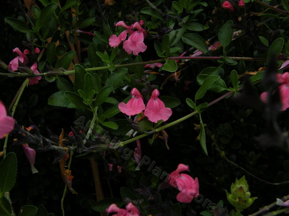 Photo of Salvia (Salvia x jamensis 'La Siesta') uploaded by bootandall
