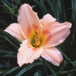 
Photo Courtesy of American Daylily and Perennials. Used With Perm