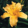 Photo Courtesy of American Daylily and Perennials. Used With Perm