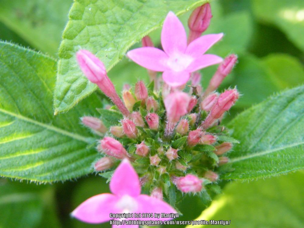 Photo of Egyptian Star Cluster (Pentas lanceolata 'Butterfly Pink') uploaded by Marilyn