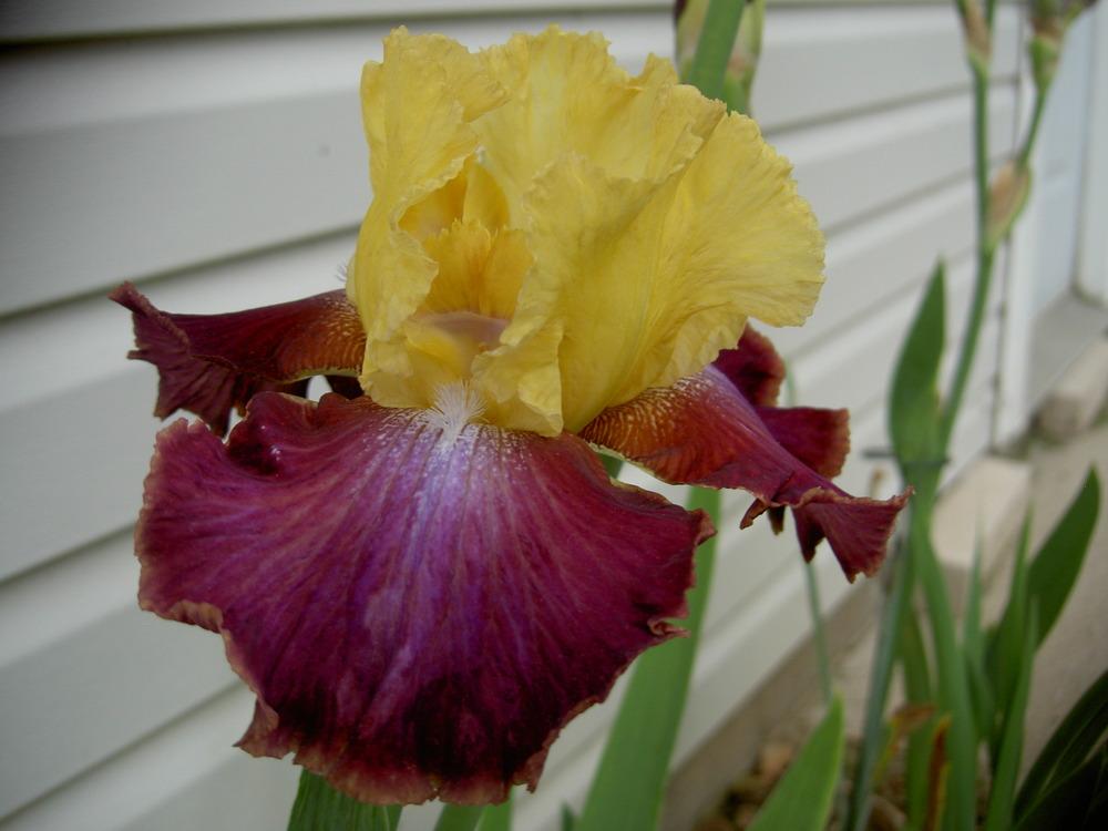 Photo of Tall Bearded Iris (Iris 'Darcy's Choice') uploaded by Muddymitts