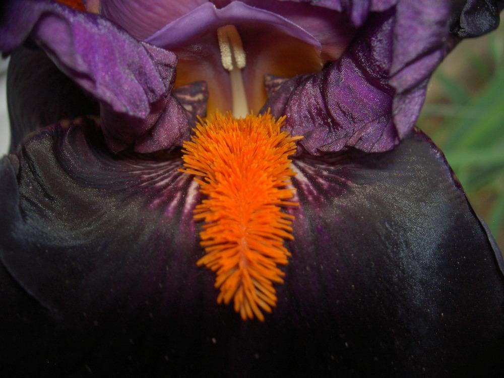 Photo of Tall Bearded Iris (Iris 'Sharp Dressed Man') uploaded by Muddymitts