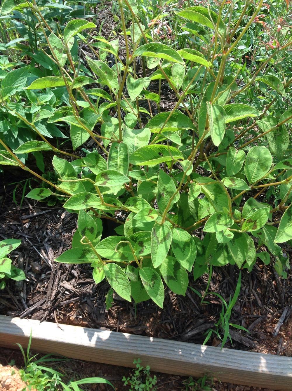 Photo of Jumpseed (Persicaria virginiana 'Lance Corporal') uploaded by abhege