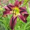 Photo Courtesy of Fairyscape Daylilies. Used with Permission.