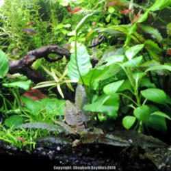Location: freshwater planted aquarium
Date: 2014-03-16
Lobelia Cardinalis, lower right corner with rounded leaves, grown