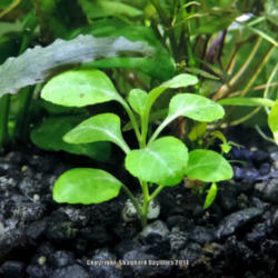 Location: freshwater planted aquarium
Date: 2013-10-27
another plant of Lobelia Cardinalis, grown completely submersed i