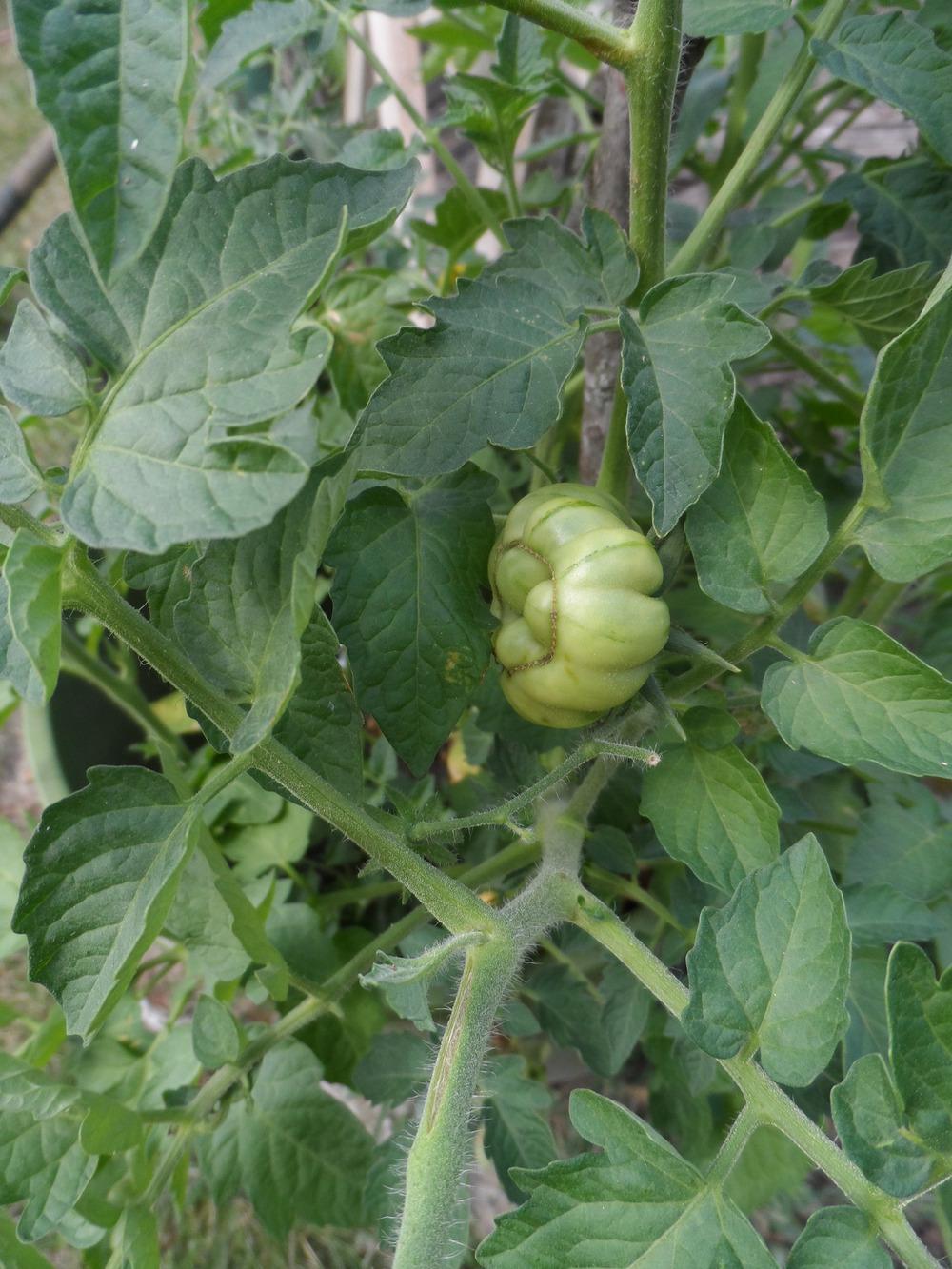 Photo of Tomato (Solanum lycopersicum 'Reisetomate') uploaded by hazeleyes