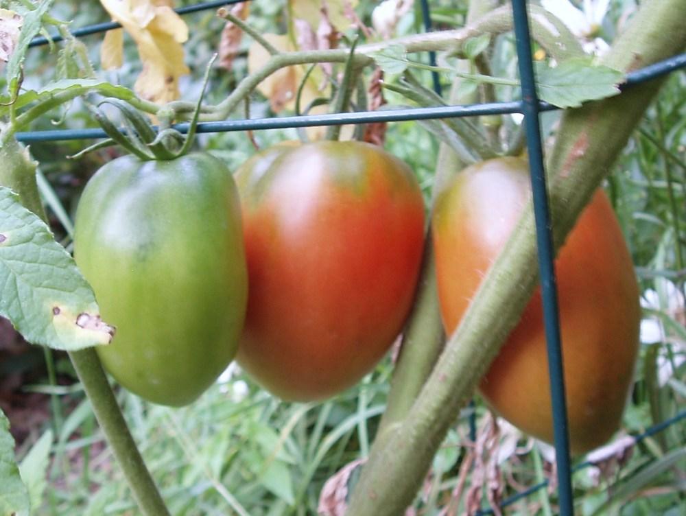 Photo of Tomato (Solanum lycopersicum 'Amish Paste') uploaded by holity