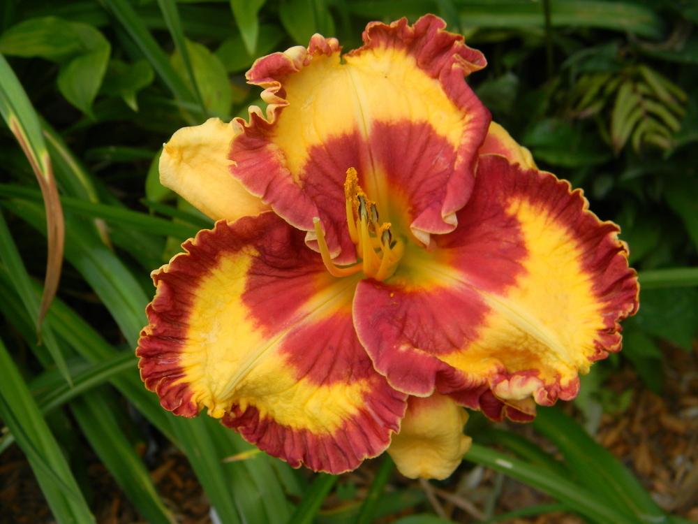 Photo of Daylily (Hemerocallis 'Can't Touch This') uploaded by mattsmom