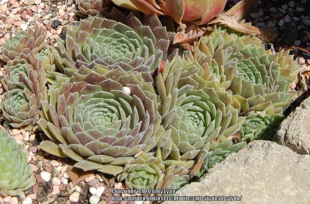 Photo of Hen and Chicks (Sempervivum 'Pacific Spring Frost') uploaded by valleylynn