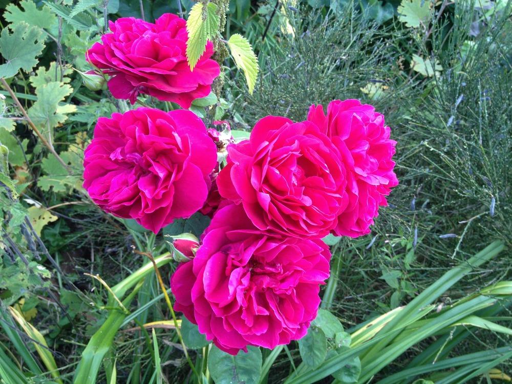 Photo of Rose (Rosa 'L. D. Braithwaite') uploaded by Cantillon