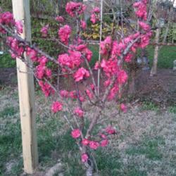 Location: Silver Spring, MD
Date: 2014-04-13
This is a peach tree ID'd as 'Green Leaf Patio Dwarf'. It bears r