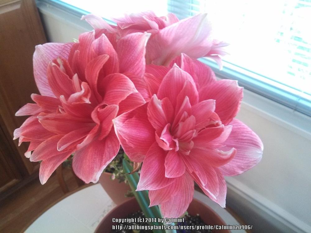 Photo of Amaryllis (Hippeastrum 'Double Dream') uploaded by Catmint20906
