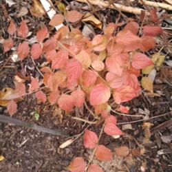 Location: Silver Spring, MD
Date: 2013-11-17
Aronia arbutifolia Fall color