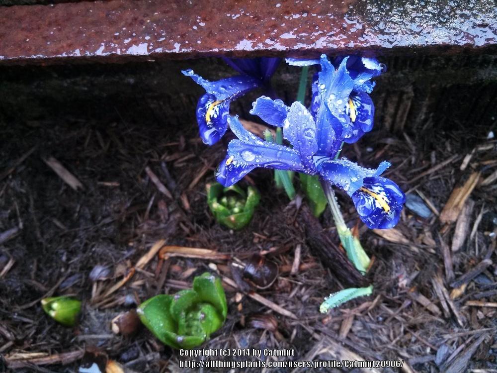 Photo of Reticulated Iris (Iris reticulata 'Harmony.') uploaded by Catmint20906