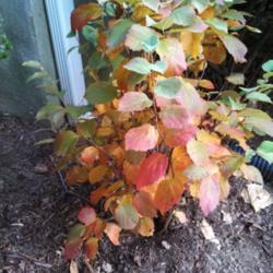 Location: Silver Spring, MD
Date: 2013-10-30
Fothergilla 'Mt. Airy' Autumn color