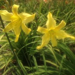 Location: O'Bannon Springs Daylilies, Nashport OH
Full sun afternoon picture