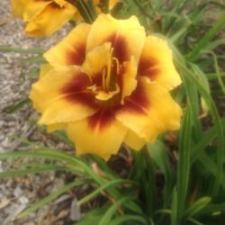 Location: O'Bannon Springs Daylilies, Nashport OH
Date: 7/25/14
Afternoon sun picture