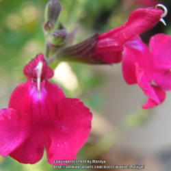Location: My garden in Kentucky
Date: 2014-07-24
Love this gorgeous colored Salvia!