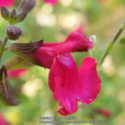 Salvia greggii: Blazing Autumn Color