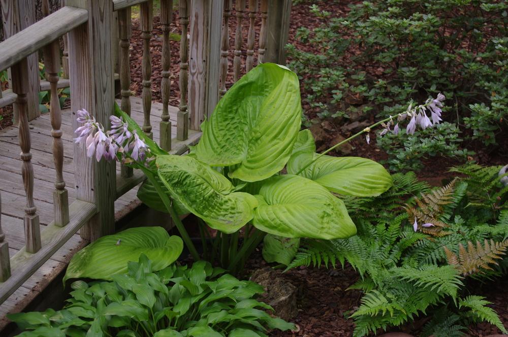 Photo of Hosta 'Sum and Substance' uploaded by RickM
