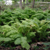 Our Lady Fern fern bed is about 15 years old.  Once they break th