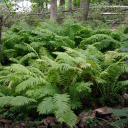 Location: Derwood, MD
Our Lady Fern fern bed is about 15 years old.  Once they break th