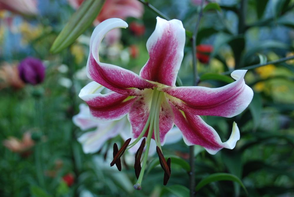 Photo of Lily (Lilium 'Erfordia') uploaded by bearsearch