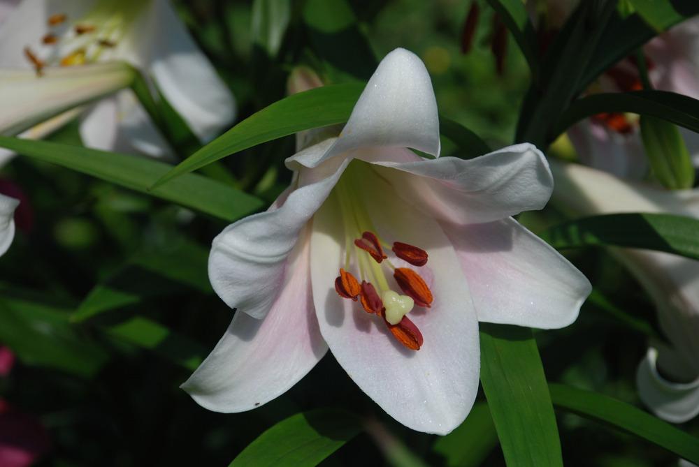 Photo of Lily (Lilium 'Santa Rosa') uploaded by bearsearch