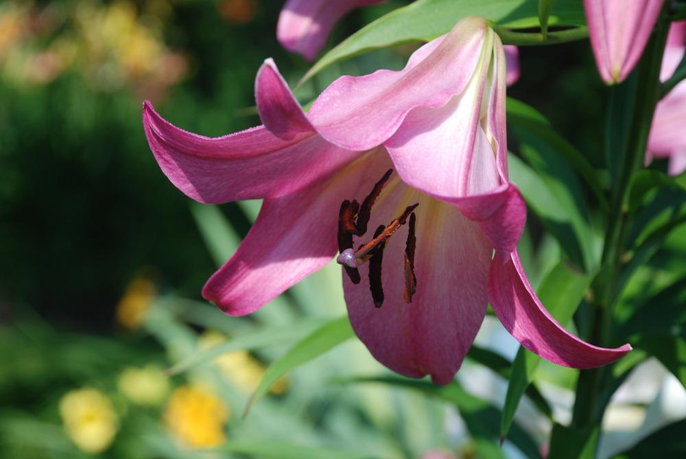Photo of Lily (Lilium 'Madame Butterfly') uploaded by bearsearch