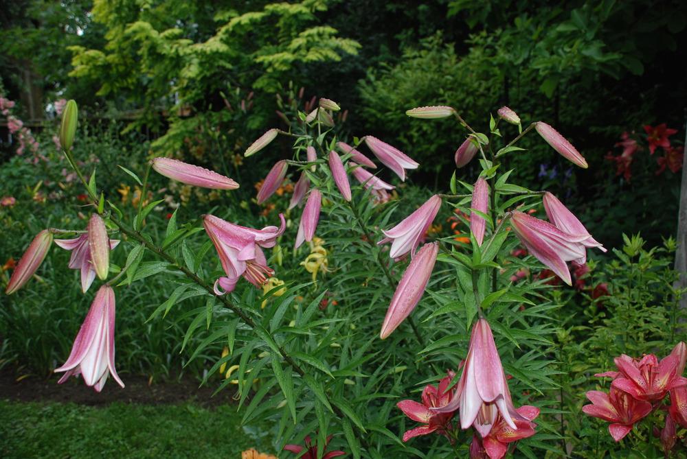 Photo of Lily (Lilium 'Pink Jazz') uploaded by bearsearch