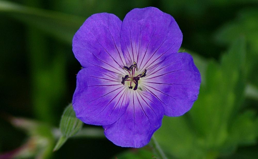 Photo of Geranium Rozanne® uploaded by dirtdorphins
