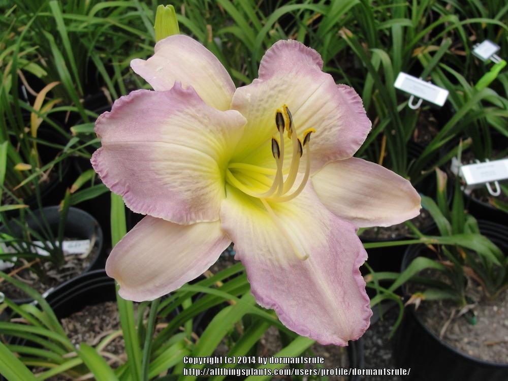 Photo of Daylily (Hemerocallis 'What a Day for a Daydream') uploaded by dormantsrule