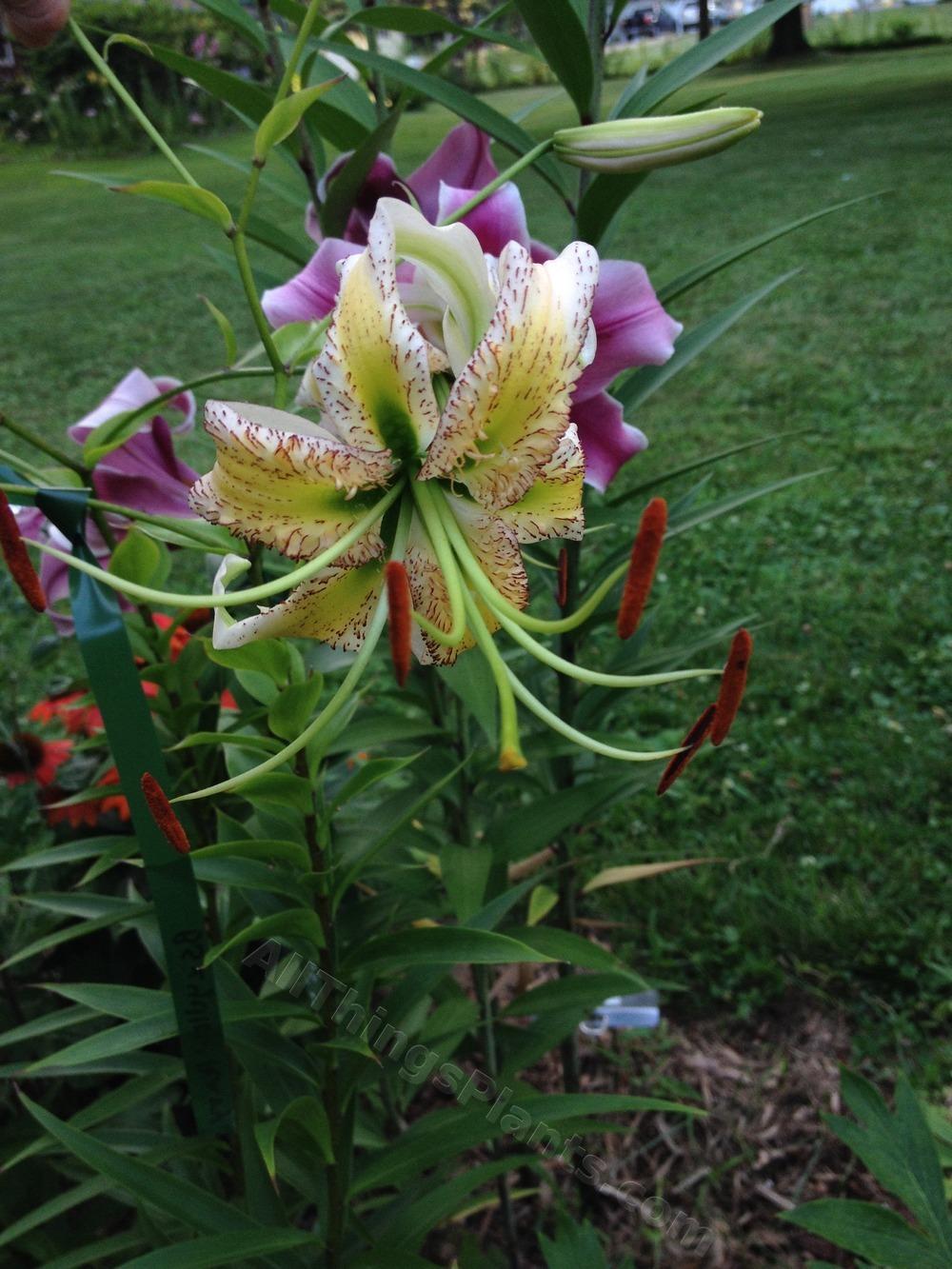 Photo of Lily (Lilium 'Betty Sturley') uploaded by magnolialover