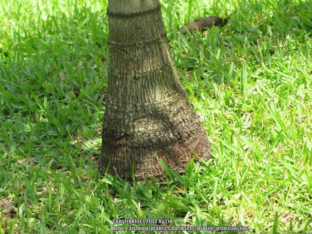Photo of Foxtail Palm (Wodyetia bifurcata) uploaded by plantladylin