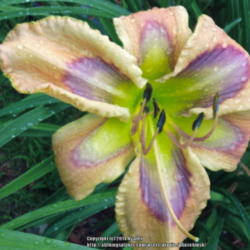 Location: My Garden- Vermont
Date: 2014-07-28
Last bloom of 'DD' for this summer. Saved a ton of pollen.