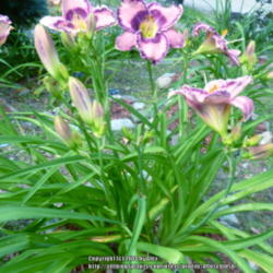 Location: My Garden- Vermont
Date: 2014-07-27
Clump and bloom shot of entire plant "Carla Ruth'