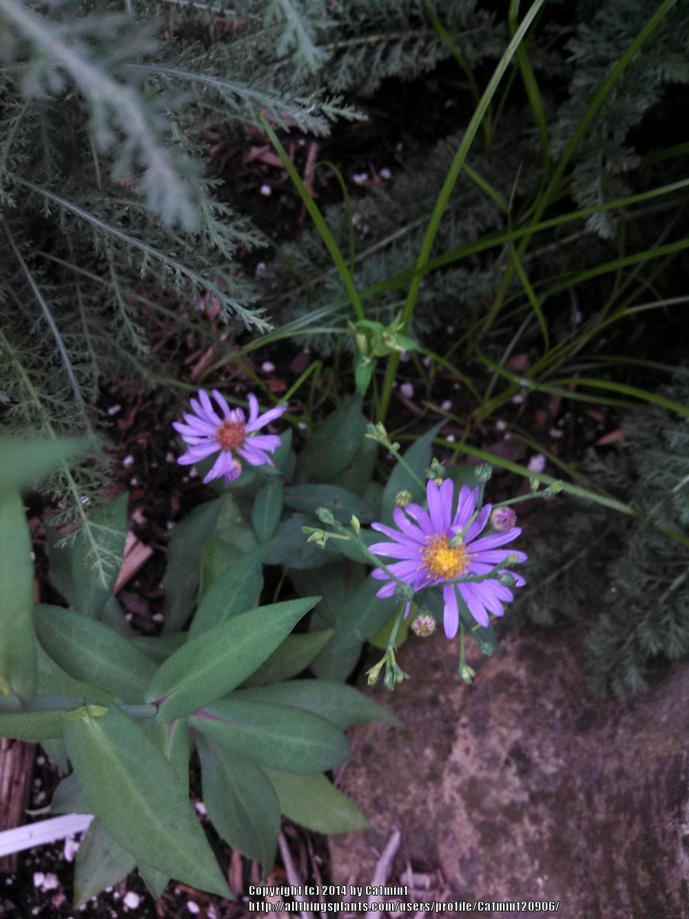 Photo of Smooth Aster (Symphyotrichum laeve 'Bluebird') uploaded by Catmint20906