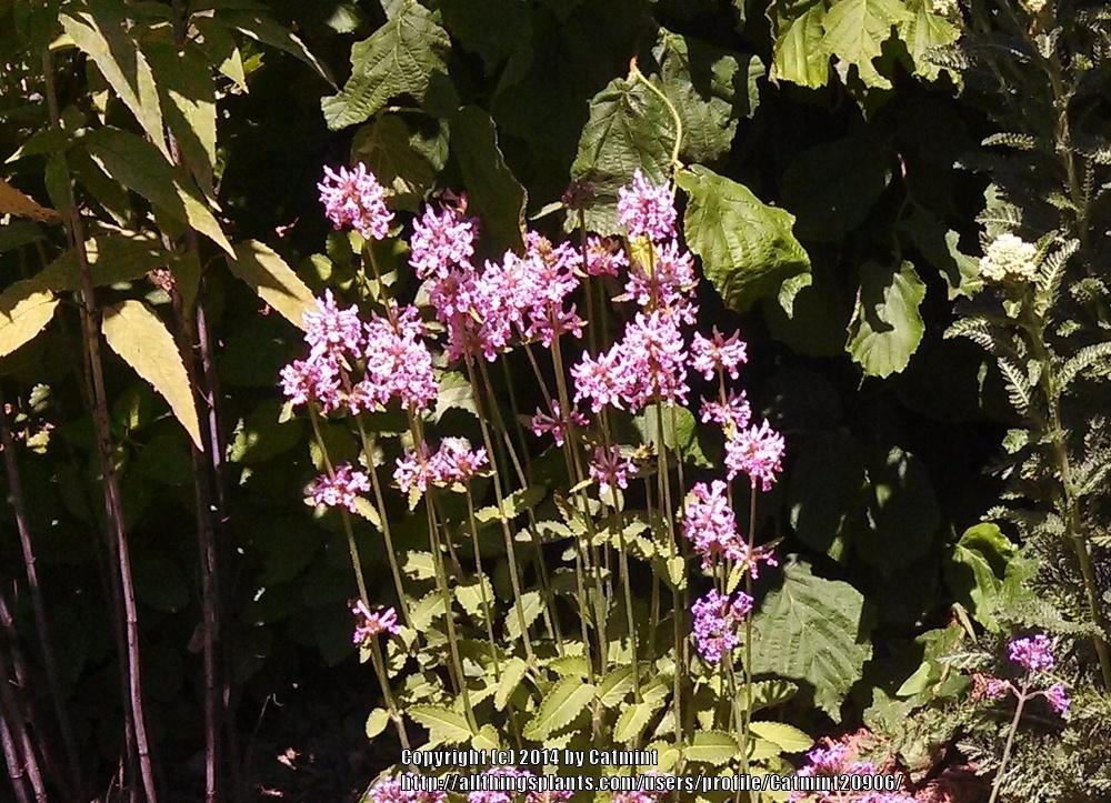 Photo of Wood Betony (Betonica officinalis 'Pink Cotton Candy') uploaded by Catmint20906