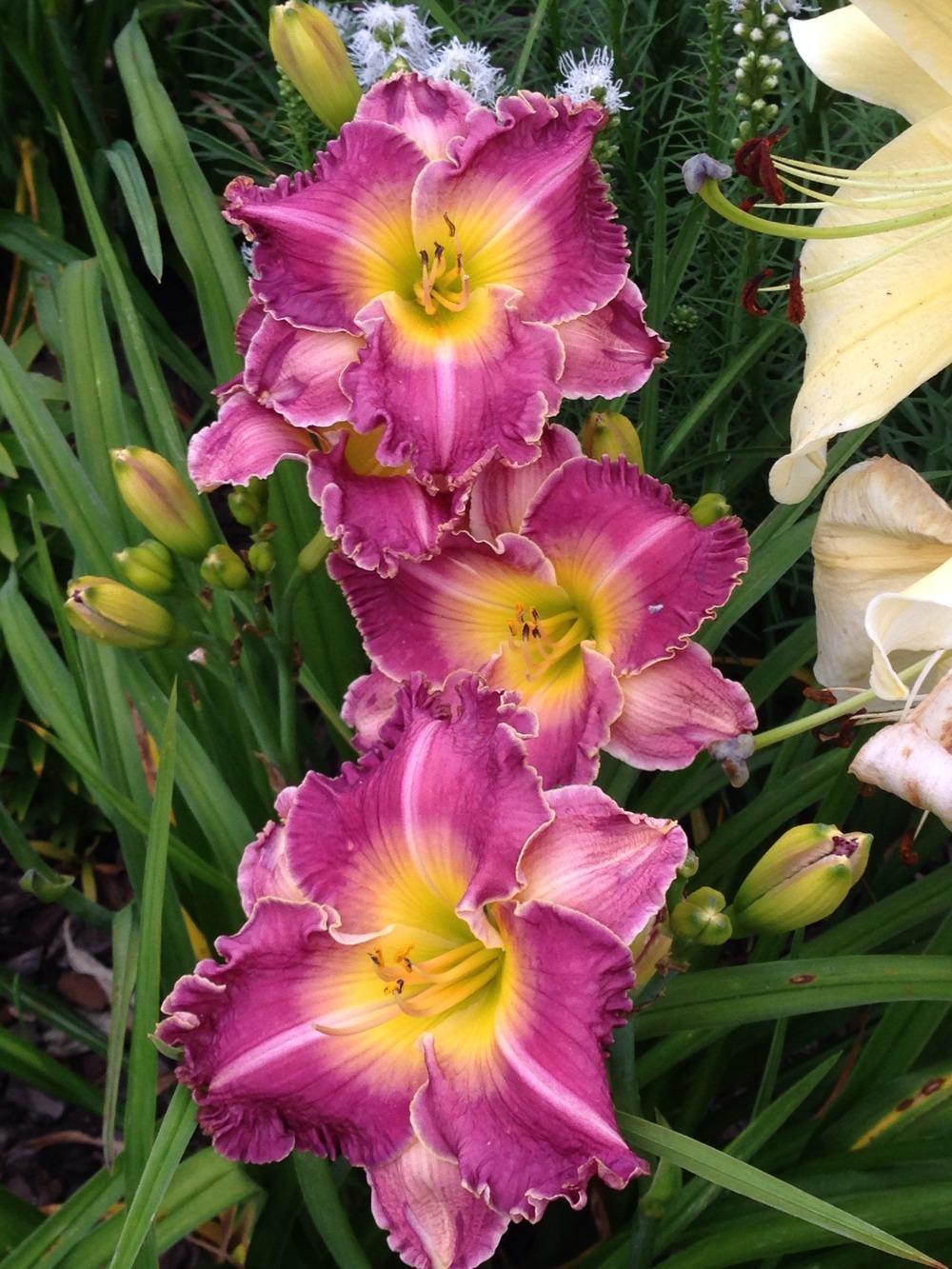 Photo of Daylily (Hemerocallis 'Filled to Overflowing') uploaded by Growgirl