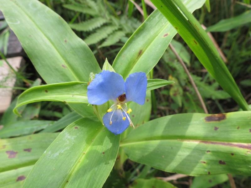 Photo of Virginia Day-Flower (Commelina virginica) uploaded by Horntoad