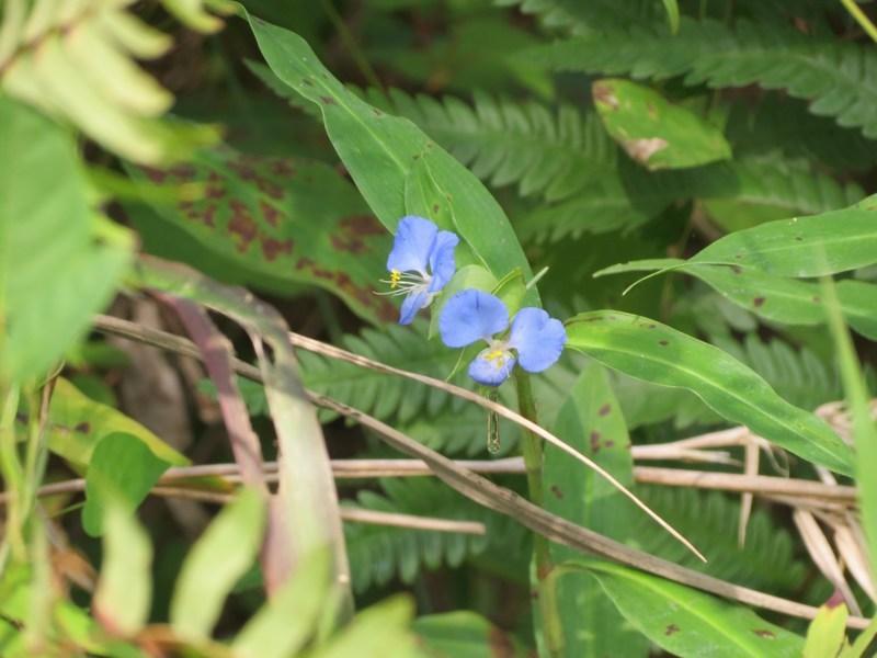 Photo of Virginia Day-Flower (Commelina virginica) uploaded by Horntoad