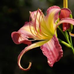 Location: home
Date: 2014-07-27
This is beautiful daylily!