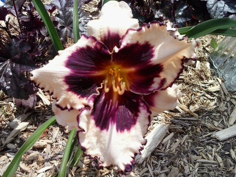 Photo of Daylily (Hemerocallis 'Sabine Baur') uploaded by bpsgarden