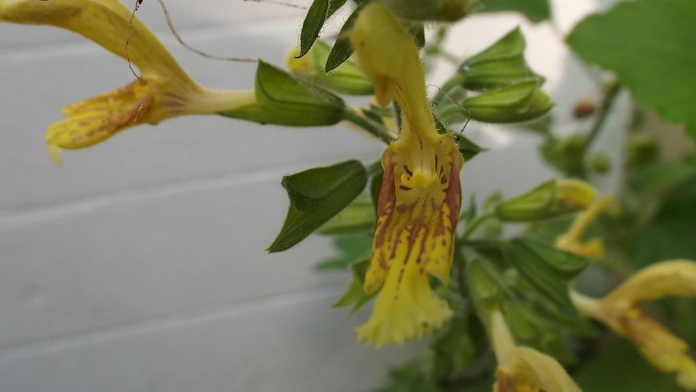 Photo of Sticky Sage (Salvia glutinosa) uploaded by poisondartfrog